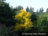 Trees ~ Robinia pseudoacacia 'Frisia', Golden Locust ~ Dancing Oaks Nursery and Gardens ~ Retail Nursery ~ Mail Order Nursery