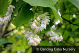 Trees ~ Styrax obassia, Fragrant Snowbell ~ Dancing Oaks Nursery and Gardens ~ Retail Nursery ~ Mail Order Nursery