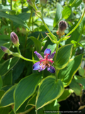 Perennials ~ Tricyrtis 'Samurai', Toad Lily ~ Dancing Oaks Nursery and Gardens ~ Retail Nursery ~ Mail Order Nursery