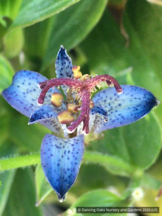 Perennials ~ Tricyrtis 'Seiryu', Seiryu Taiwanese Toad Lily ~ Dancing Oaks Nursery and Gardens ~ Retail Nursery ~ Mail Order Nursery