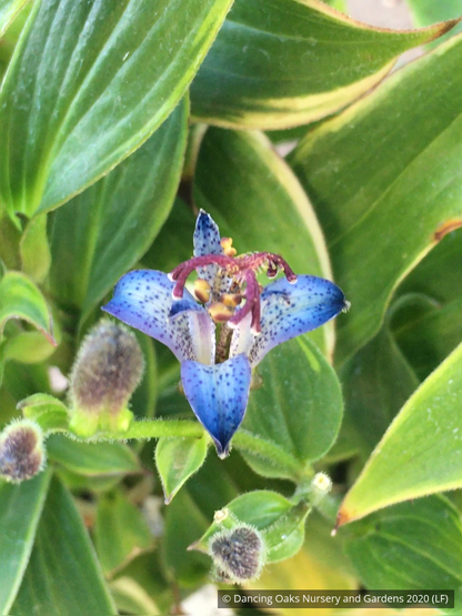 Perennials ~ Tricyrtis 'Seiryu', Seiryu Taiwanese Toad Lily ~ Dancing Oaks Nursery and Gardens ~ Retail Nursery ~ Mail Order Nursery