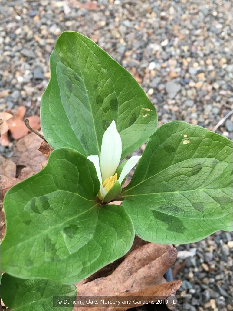 Perennials ~ Trillium albidum, Giant White Wakerobin ~ Dancing Oaks Nursery and Gardens ~ Retail Nursery ~ Mail Order Nursery