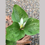 Perennials ~ Trillium albidum, Giant White Wakerobin ~ Dancing Oaks Nursery and Gardens ~ Retail Nursery ~ Mail Order Nursery