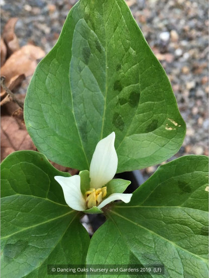 Perennials ~ Trillium albidum, Giant White Wakerobin ~ Dancing Oaks Nursery and Gardens ~ Retail Nursery ~ Mail Order Nursery