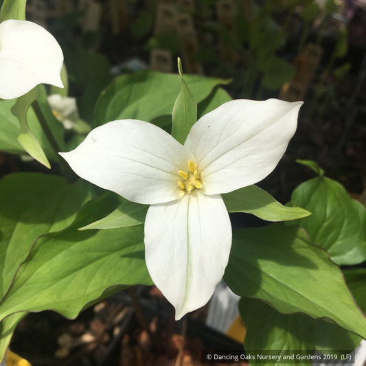Perennials ~ Trillium grandiflorum, Snow Trillium ~ Dancing Oaks Nursery and Gardens ~ Retail Nursery ~ Mail Order Nursery