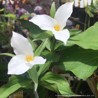 Perennials ~ Trillium grandiflorum, Snow Trillium ~ Dancing Oaks Nursery and Gardens ~ Retail Nursery ~ Mail Order Nursery