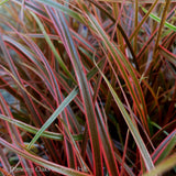 Grasses ~ Uncinia rubra 'Belinda's Find', New Zealand Red Hook Sedge ~ Dancing Oaks Nursery and Gardens ~ Retail Nursery ~ Mail Order Nursery