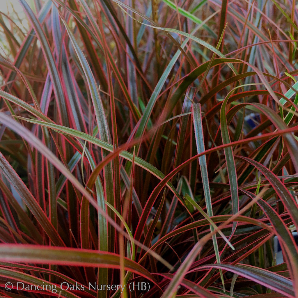 Grasses ~ Uncinia rubra 'Belinda's Find', New Zealand Red Hook Sedge ~ Dancing Oaks Nursery and Gardens ~ Retail Nursery ~ Mail Order Nursery