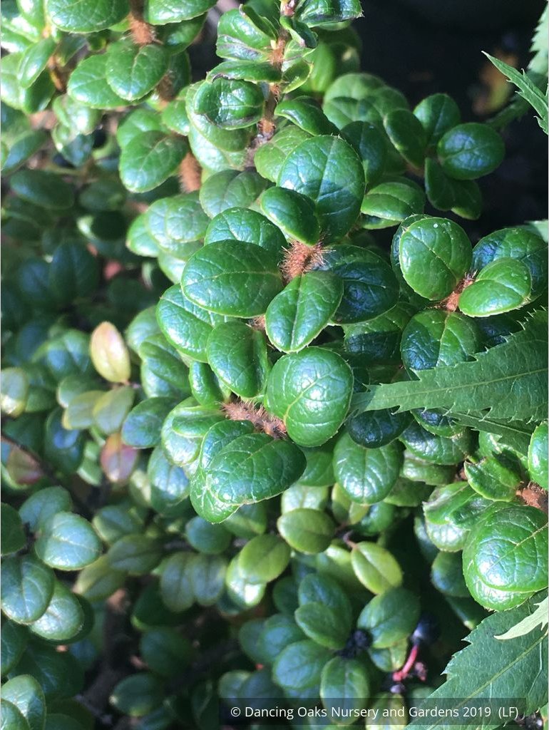 Shrubs ~ Vaccinium nummularia, Coin Whortleberry ~ Dancing Oaks Nursery and Gardens ~ Retail Nursery ~ Mail Order Nursery