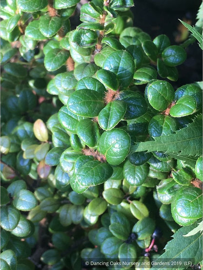 Shrubs ~ Vaccinium nummularia, Coin Whortleberry ~ Dancing Oaks Nursery and Gardens ~ Retail Nursery ~ Mail Order Nursery