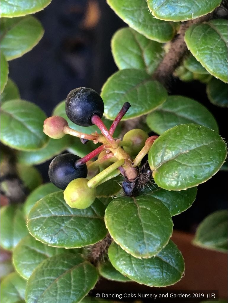 Shrubs ~ Vaccinium nummularia, Coin Whortleberry ~ Dancing Oaks Nursery and Gardens ~ Retail Nursery ~ Mail Order Nursery