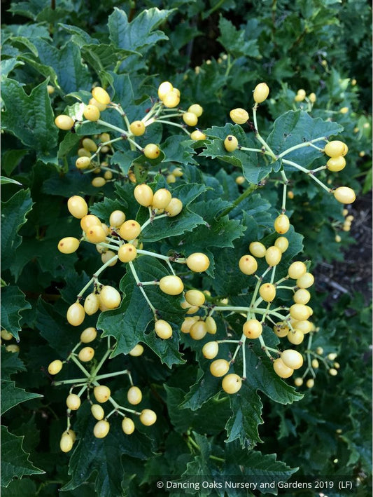 Shrubs ~ Viburnum opulus 'Xanthocarpum', Yellow-fruited Cranberry Bush ~ Dancing Oaks Nursery and Gardens ~ Retail Nursery ~ Mail Order Nursery
