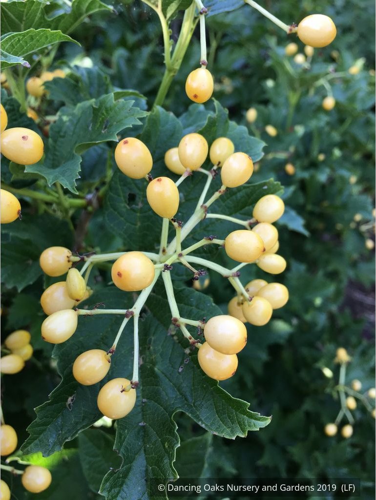 Shrubs ~ Viburnum opulus 'Xanthocarpum', Yellow-fruited Cranberry Bush ~ Dancing Oaks Nursery and Gardens ~ Retail Nursery ~ Mail Order Nursery