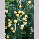 Shrubs ~ Viburnum opulus 'Xanthocarpum', Yellow-fruited Cranberry Bush ~ Dancing Oaks Nursery and Gardens ~ Retail Nursery ~ Mail Order Nursery