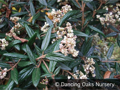 Shrubs ~ Viburnum x 'Pragense', Pragense Viburnum ~ Dancing Oaks Nursery and Gardens ~ Retail Nursery ~ Mail Order Nursery