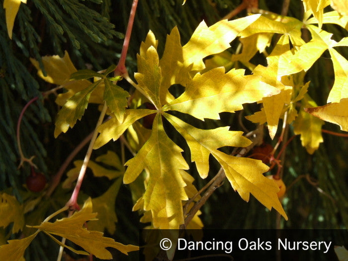 Vines ~ Ampelopsis aconitifolia, Monkshood Vine ~ Dancing Oaks Nursery and Gardens ~ Retail Nursery ~ Mail Order Nursery