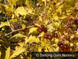 Vines ~ Ampelopsis aconitifolia, Monkshood Vine ~ Dancing Oaks Nursery and Gardens ~ Retail Nursery ~ Mail Order Nursery