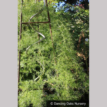 Vines ~ Asparagus verticillatus, Climbing Asparagus ~ Dancing Oaks Nursery and Gardens ~ Retail Nursery ~ Mail Order Nursery