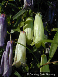 Vines ~ Billardiera longiflora Purple Form , Purple Apple Berry ~ Dancing Oaks Nursery and Gardens ~ Retail Nursery ~ Mail Order Nursery