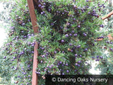 Vines ~ Billardiera longiflora Purple Form , Purple Apple Berry ~ Dancing Oaks Nursery and Gardens ~ Retail Nursery ~ Mail Order Nursery