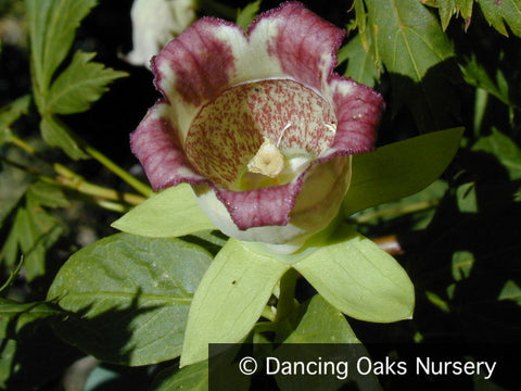 Vines ~ Codonopsis lanceolata, Bonnet Bellflower ~ Dancing Oaks Nursery and Gardens ~ Retail Nursery ~ Mail Order Nursery