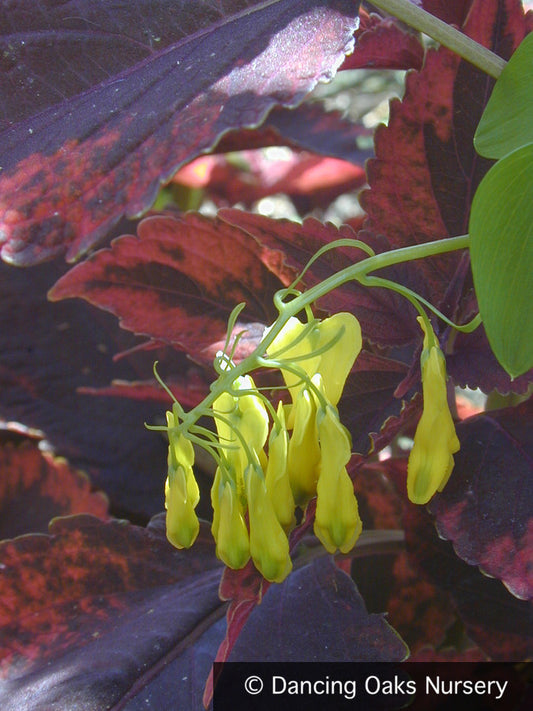 Vines ~ Dactylicapnos (syn. Dicentra) scandens, Climbing Bleeding Heart ~ Dancing Oaks Nursery and Gardens ~ Retail Nursery ~ Mail Order Nursery