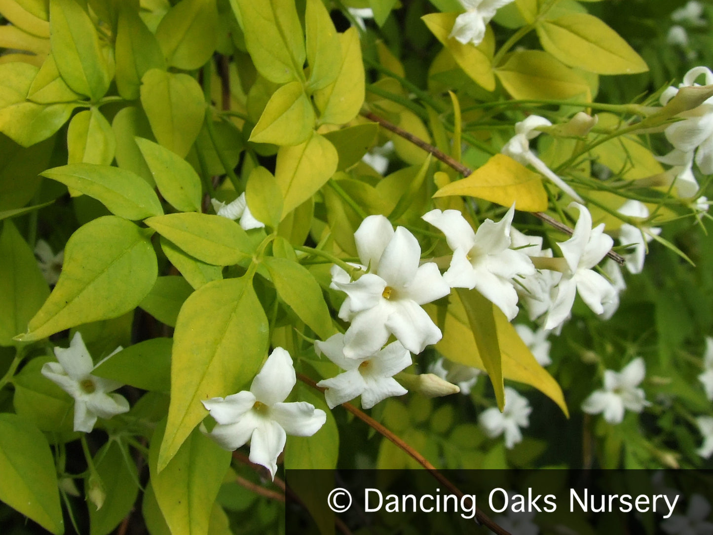 Vines ~ Jasminum officinale 'Fiona Sunrise', Hardy Golden Jasmine ~ Dancing Oaks Nursery and Gardens ~ Retail Nursery ~ Mail Order Nursery