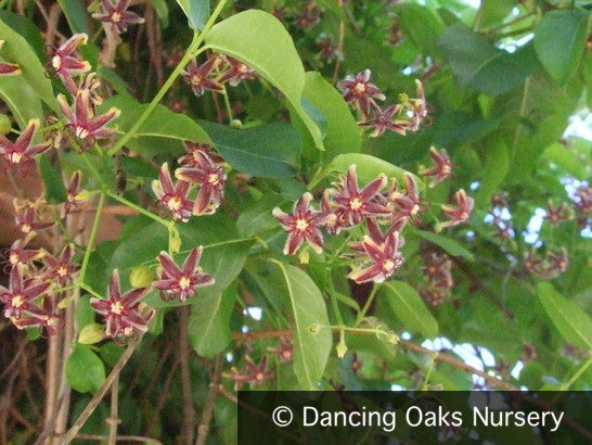 Vines ~ Periploca graeca, Milkweed Vine or Silk Vine ~ Dancing Oaks Nursery and Gardens ~ Retail Nursery ~ Mail Order Nursery