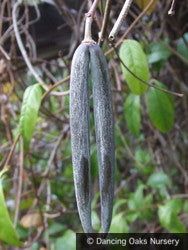 Vines ~ Periploca graeca, Milkweed Vine or Silk Vine ~ Dancing Oaks Nursery and Gardens ~ Retail Nursery ~ Mail Order Nursery