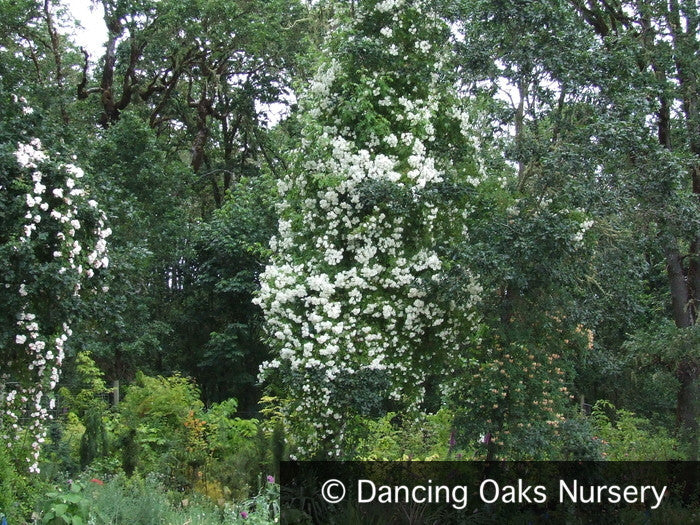 Vines ~ Rosa  'Bobbie James', Climbing Rose ~ Dancing Oaks Nursery and Gardens ~ Retail Nursery ~ Mail Order Nursery