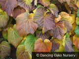 Vines ~ Vitis coignetiae, Crimson Glory Vine ~ Dancing Oaks Nursery and Gardens ~ Retail Nursery ~ Mail Order Nursery