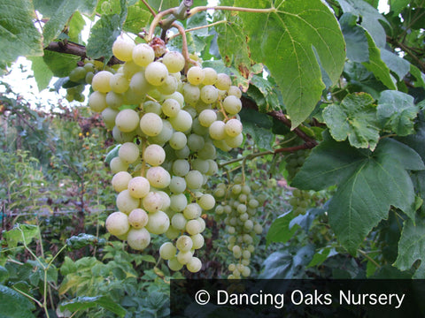 Vines ~ Vitis 'Himrod', Seedless Green Grape ~ Dancing Oaks Nursery and Gardens ~ Retail Nursery ~ Mail Order Nursery