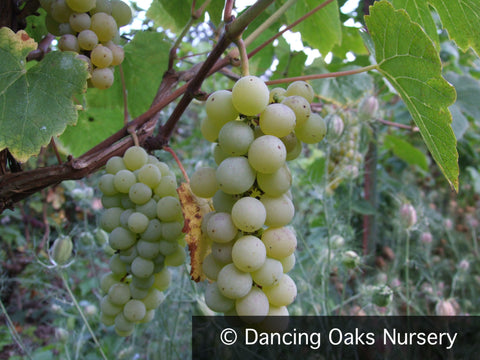 Vines ~ Vitis 'Interlaken', Seedless Green Grape ~ Dancing Oaks Nursery and Gardens ~ Retail Nursery ~ Mail Order Nursery