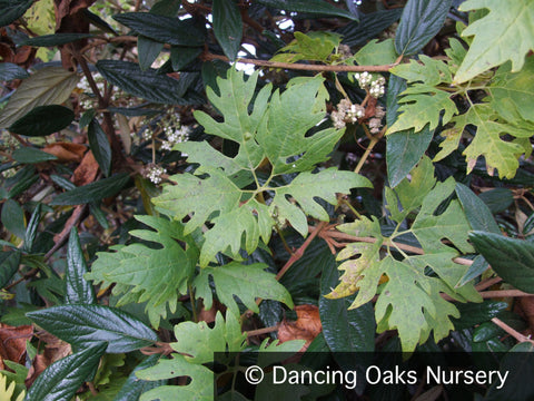 Vines ~ Vitis vinifera 'Chasselas Ciotat', Sweet Lace Ornamental Grape ~ Dancing Oaks Nursery and Gardens ~ Retail Nursery ~ Mail Order Nursery