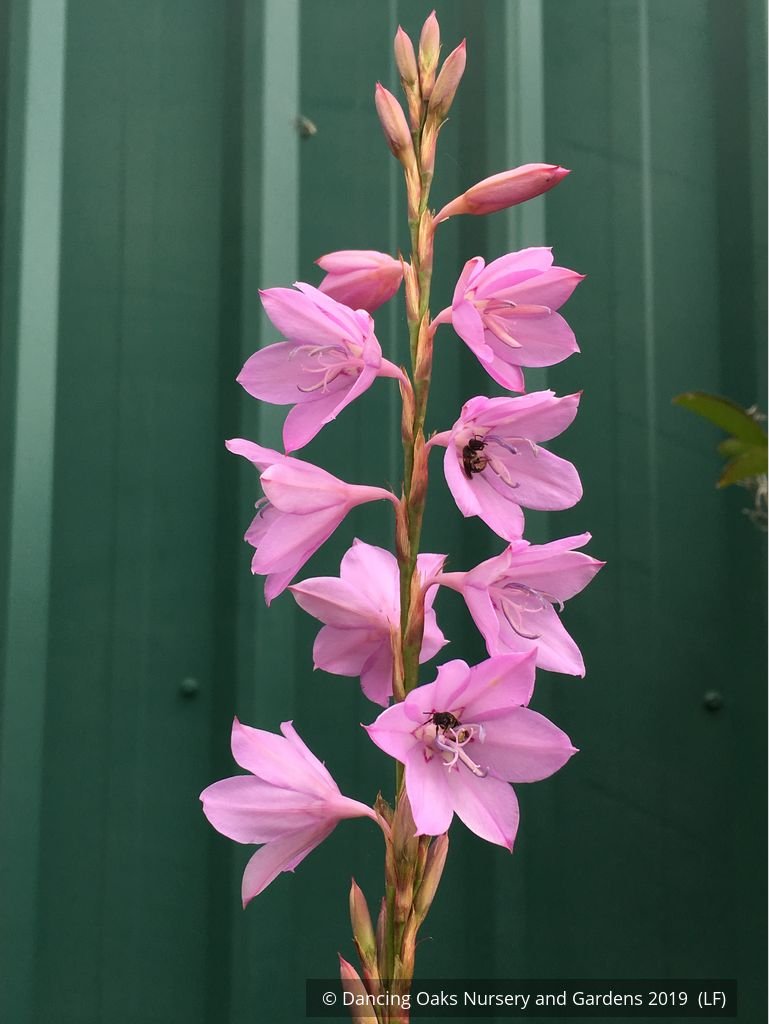 Bulbs & Tubers ~ Watsonia species (Pink), Bugle Flower ~ Dancing Oaks Nursery and Gardens ~ Retail Nursery ~ Mail Order Nursery