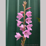 Bulbs & Tubers ~ Watsonia species (Pink), Bugle Flower ~ Dancing Oaks Nursery and Gardens ~ Retail Nursery ~ Mail Order Nursery