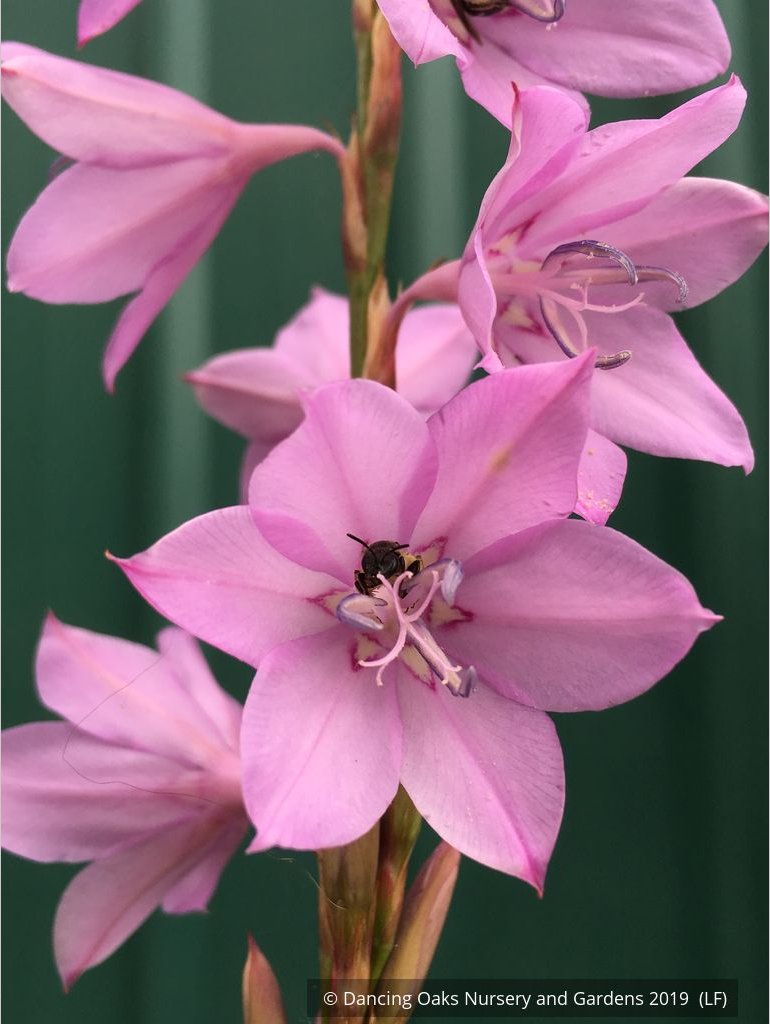 Bulbs & Tubers ~ Watsonia species (Pink), Bugle Flower ~ Dancing Oaks Nursery and Gardens ~ Retail Nursery ~ Mail Order Nursery