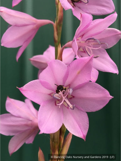 Bulbs & Tubers ~ Watsonia species (Pink), Bugle Flower ~ Dancing Oaks Nursery and Gardens ~ Retail Nursery ~ Mail Order Nursery