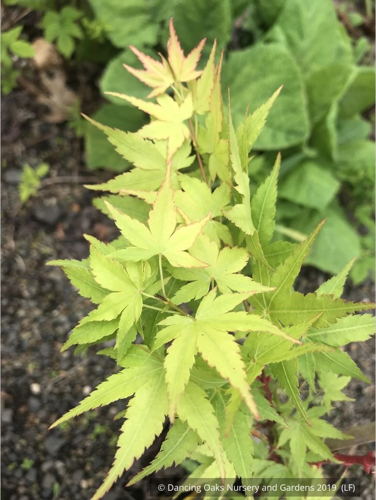 Trees ~ Acer palmatum 'Winter Flame', Coral Bark Maple ~ Dancing Oaks Nursery and Gardens ~ Retail Nursery ~ Mail Order Nursery