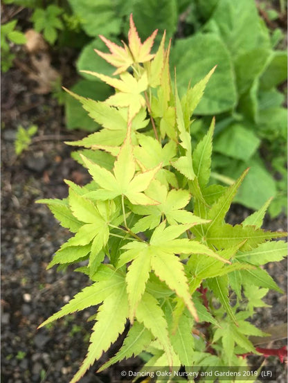Trees ~ Acer palmatum 'Winter Flame', Coral Bark Maple ~ Dancing Oaks Nursery and Gardens ~ Retail Nursery ~ Mail Order Nursery
