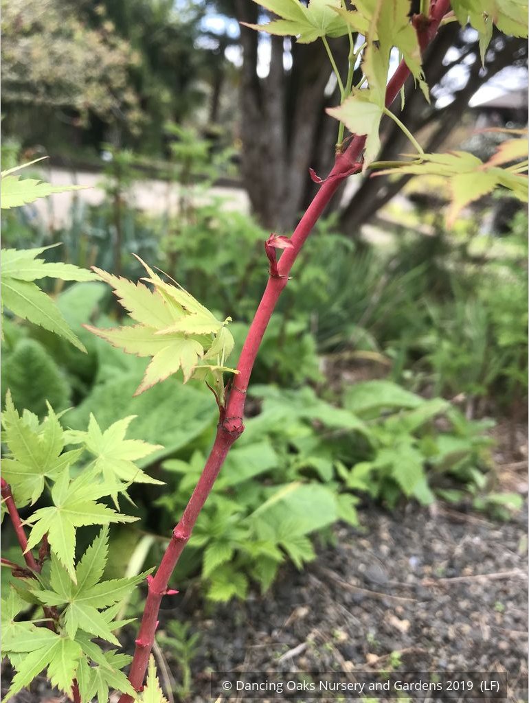 Trees ~ Acer palmatum 'Winter Flame', Coral Bark Maple ~ Dancing Oaks Nursery and Gardens ~ Retail Nursery ~ Mail Order Nursery