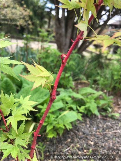 Trees ~ Acer palmatum 'Winter Flame', Coral Bark Maple ~ Dancing Oaks Nursery and Gardens ~ Retail Nursery ~ Mail Order Nursery