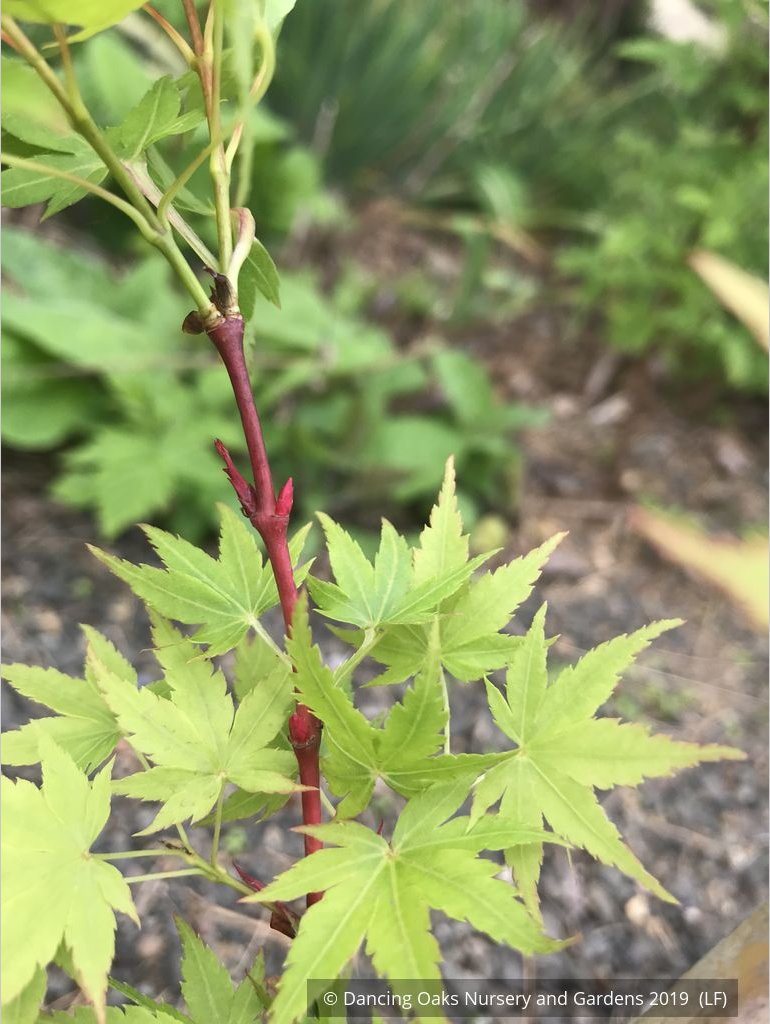 Trees ~ Acer palmatum 'Winter Flame', Coral Bark Maple ~ Dancing Oaks Nursery and Gardens ~ Retail Nursery ~ Mail Order Nursery