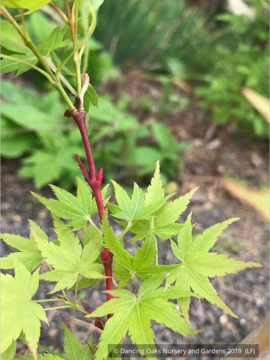 Trees ~ Acer palmatum 'Winter Flame', Coral Bark Maple ~ Dancing Oaks Nursery and Gardens ~ Retail Nursery ~ Mail Order Nursery