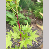 Trees ~ Acer palmatum 'Winter Flame', Coral Bark Maple ~ Dancing Oaks Nursery and Gardens ~ Retail Nursery ~ Mail Order Nursery