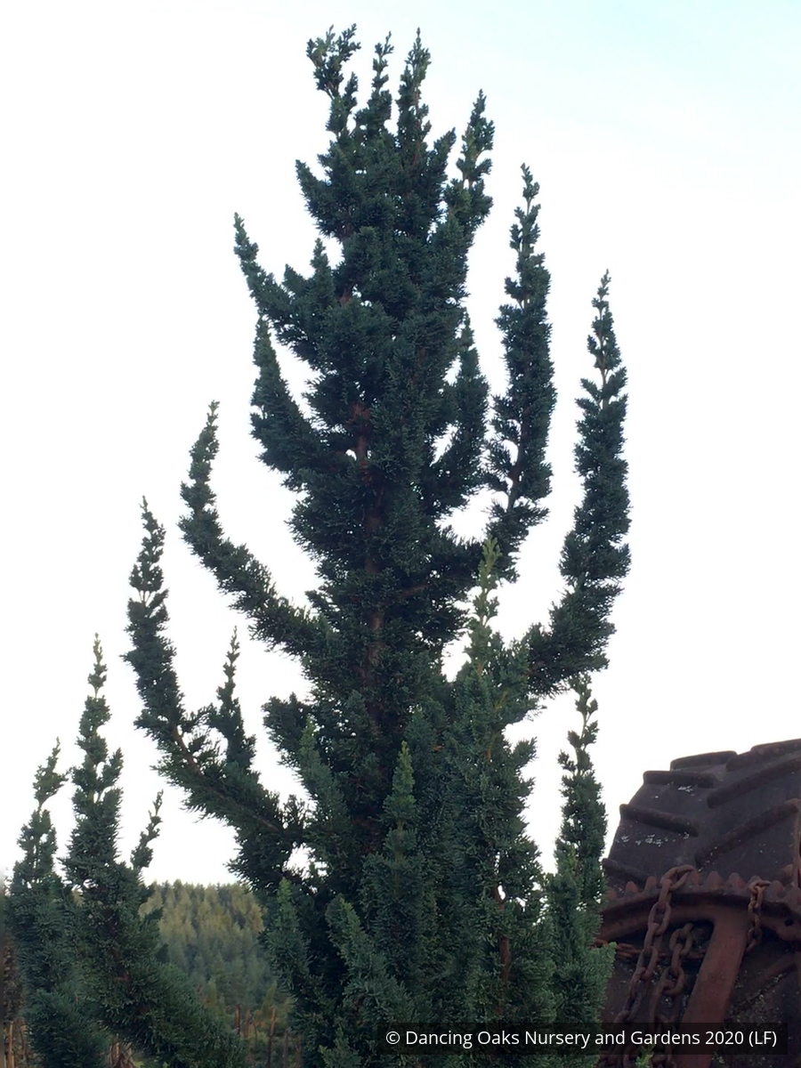 Shrubs ~ Chamaecyparis lawsoniana 'Wissel's Saguaro', Wissel's Saguaro Cypress ~ Dancing Oaks Nursery and Gardens ~ Retail Nursery ~ Mail Order Nursery