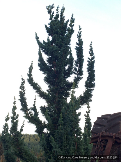Shrubs ~ Chamaecyparis lawsoniana 'Wissel's Saguaro', Wissel's Saguaro Cypress ~ Dancing Oaks Nursery and Gardens ~ Retail Nursery ~ Mail Order Nursery