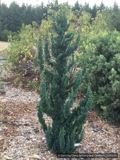 Shrubs ~ Chamaecyparis lawsoniana 'Wissel's Saguaro', Wissel's Saguaro Cypress ~ Dancing Oaks Nursery and Gardens ~ Retail Nursery ~ Mail Order Nursery