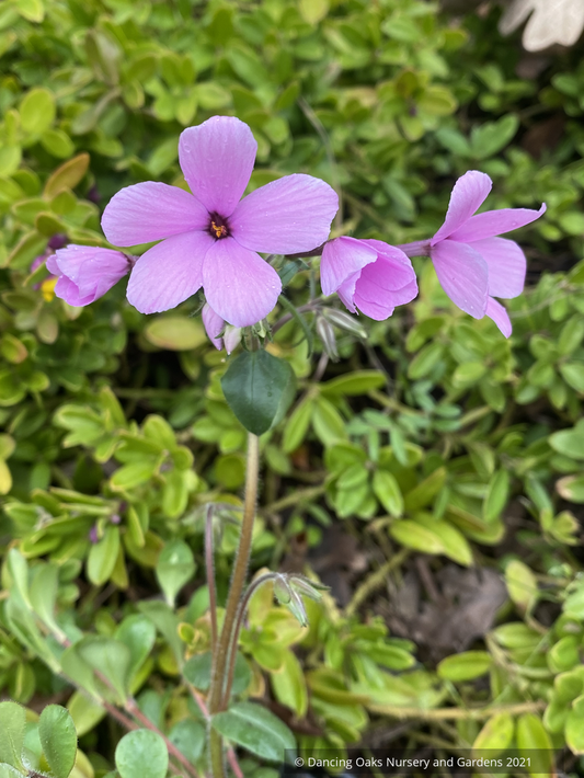 Perennials ~Phlox stolonifera 'Wister Pink', Creeping Phlox ~ Dancing Oaks Nursery and Gardens ~ Retail Nursery ~ Mail Order Nursery