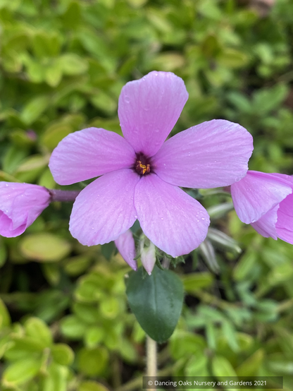 Perennials ~Phlox stolonifera 'Wister Pink', Creeping Phlox ~ Dancing Oaks Nursery and Gardens ~ Retail Nursery ~ Mail Order Nursery